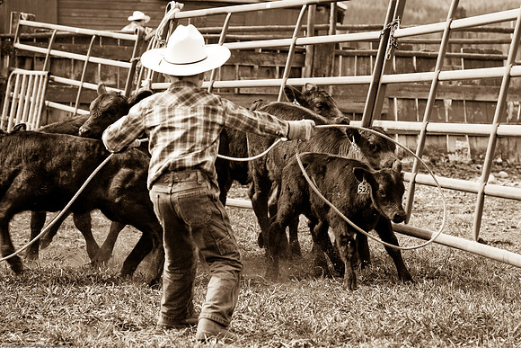 Greenough, MT branding_09-240