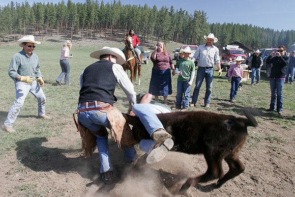 calf_branding_2_608