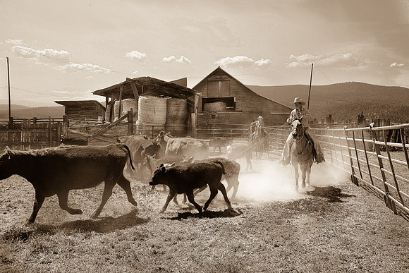 calf_branding_591