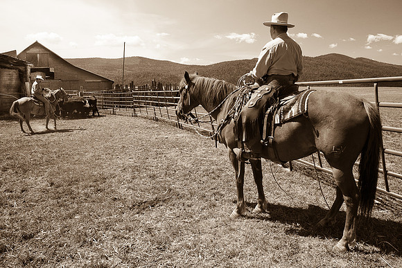 calf_branding_590