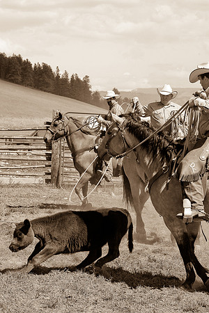 calf_branding_945