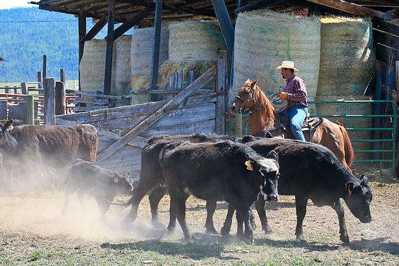 calf_branding_956