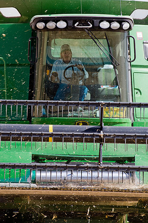 Frenchie at Work,  Big Sky Harvest