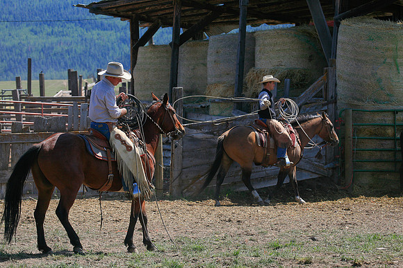 calf_branding_913