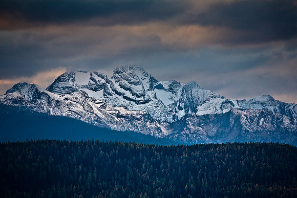 Larches Fallen