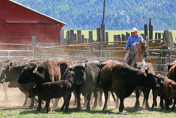 calf_branding_906