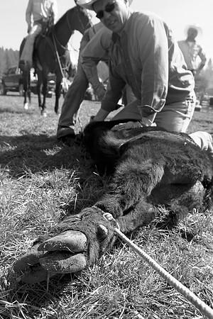calf_branding_2_613