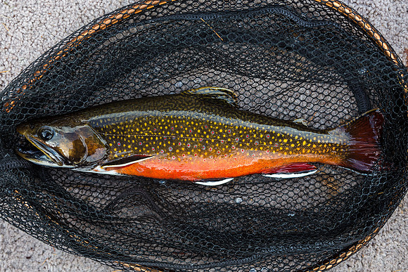 Fall Rookie