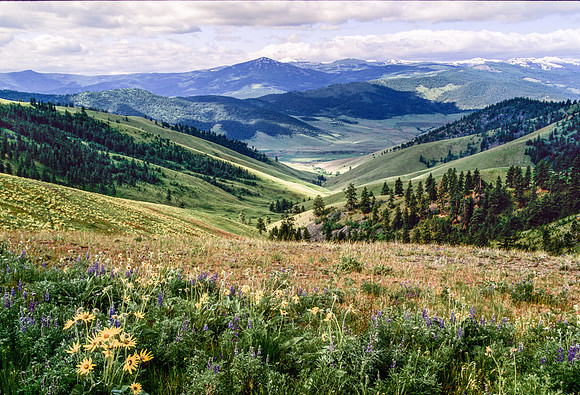 15 Minutes of Spring- National Bison Range