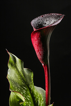 Flor-49