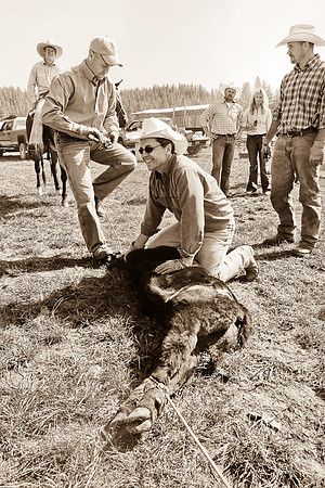 calf_branding_2_614