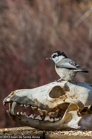 Elvis of the Bird World