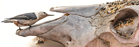 Nasal Curiosity - White Breasted Nuthatch 2