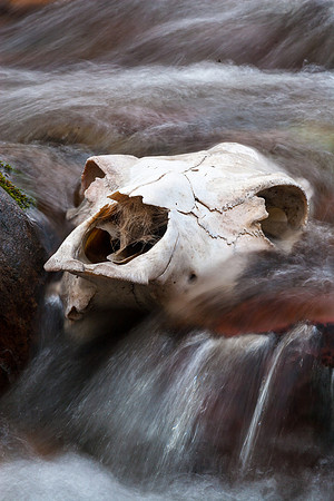 Water  of Life