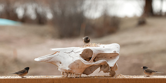 Mind Melding Juncos-71