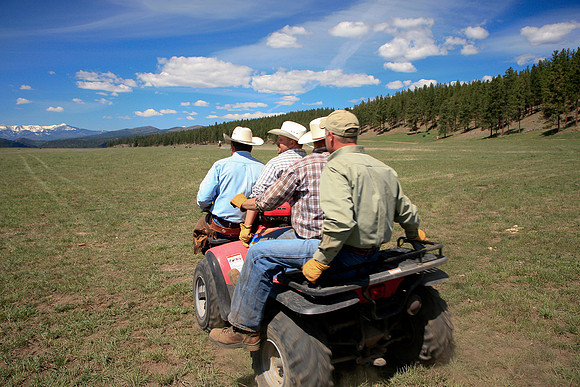 calf_branding_646
