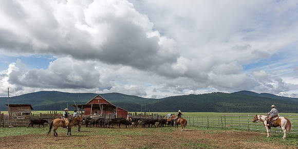 Greenough, MT branding
