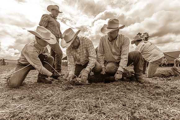 Greenough, MT branding