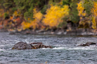 Blackfoot River-6148