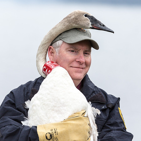 Swan Release