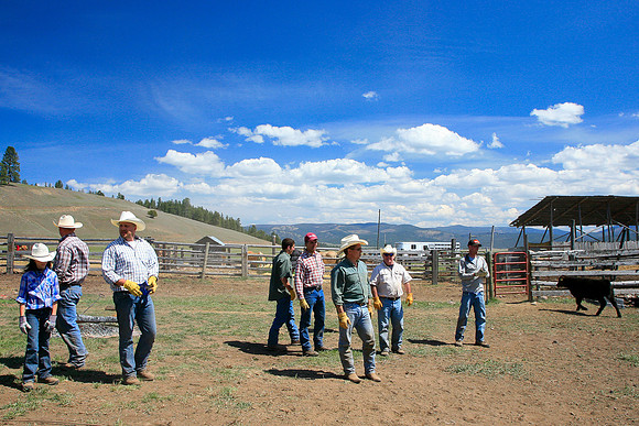calf_branding_823