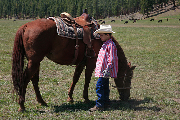 calf_branding_784