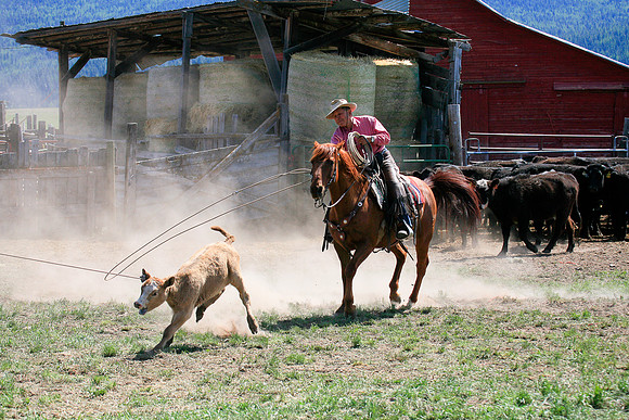 calf_branding_903