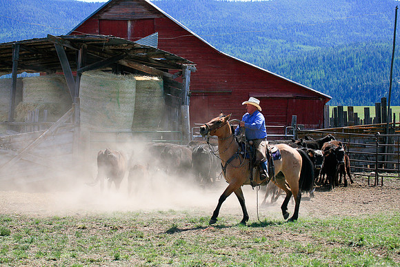 calf_branding_898