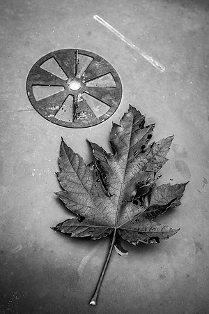 Don't Leaf Me Behind-2459