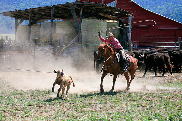 calf_branding_902