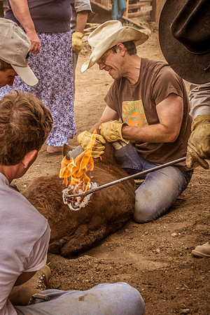 Greenough branding-0284