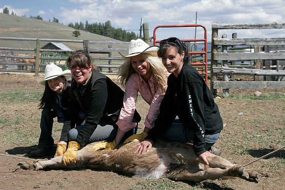 calf_branding_2_708
