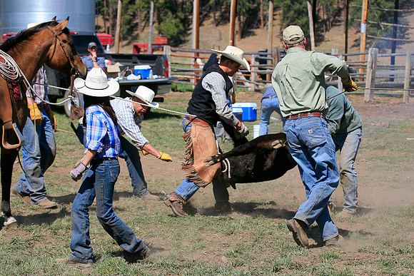 calf_branding_989