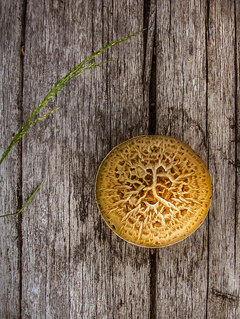 Fungus Among Us-3593
