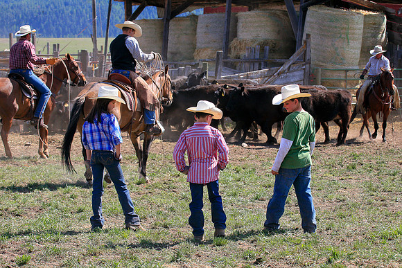 calf_branding_1012