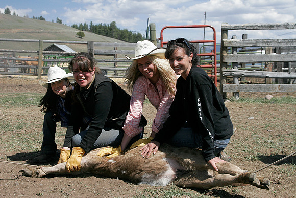 calf_branding_2_709