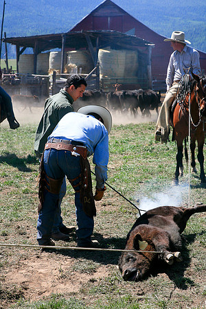 calf_branding_634