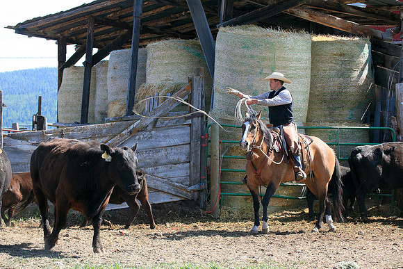 calf_branding_993