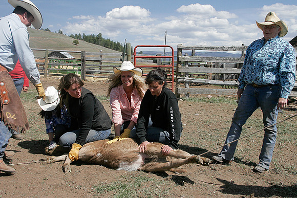 calf_branding_2_702
