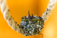 Hummer Babies-775