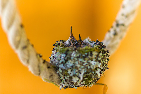 Hummer Babies-775
