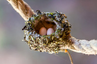 Hummer Eggs Over Easy - 3
