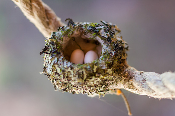 Hummer Eggs Over Easy - 3