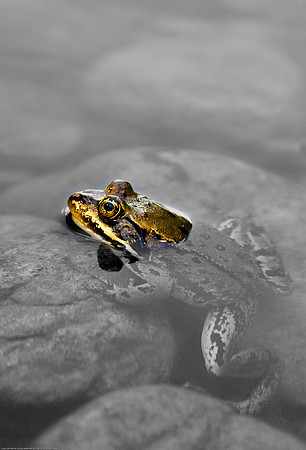Frog's Fine View