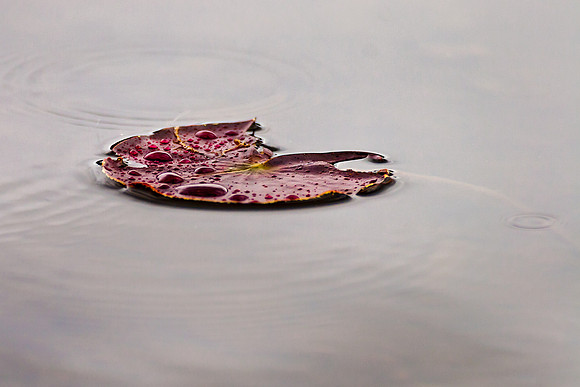 Rain Lily