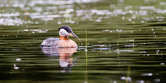 Red Necked Grebe-1