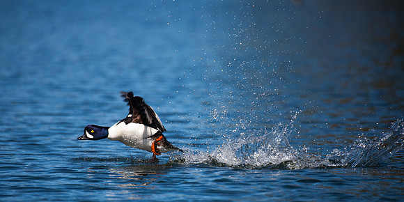 Water Walking-55