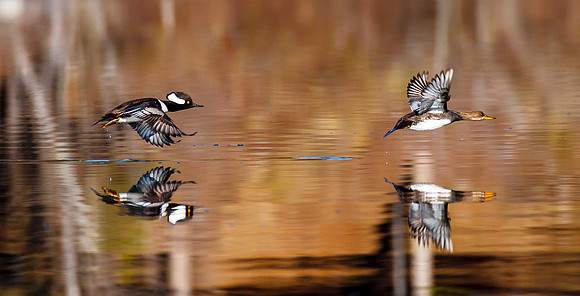 Mergansers on the Wing