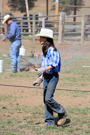 calf_branding_986