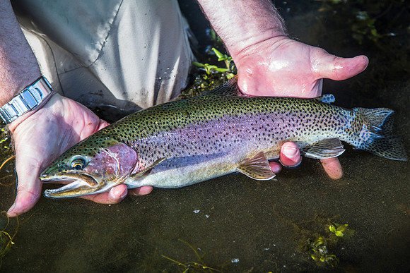 A Missouri River Beauty